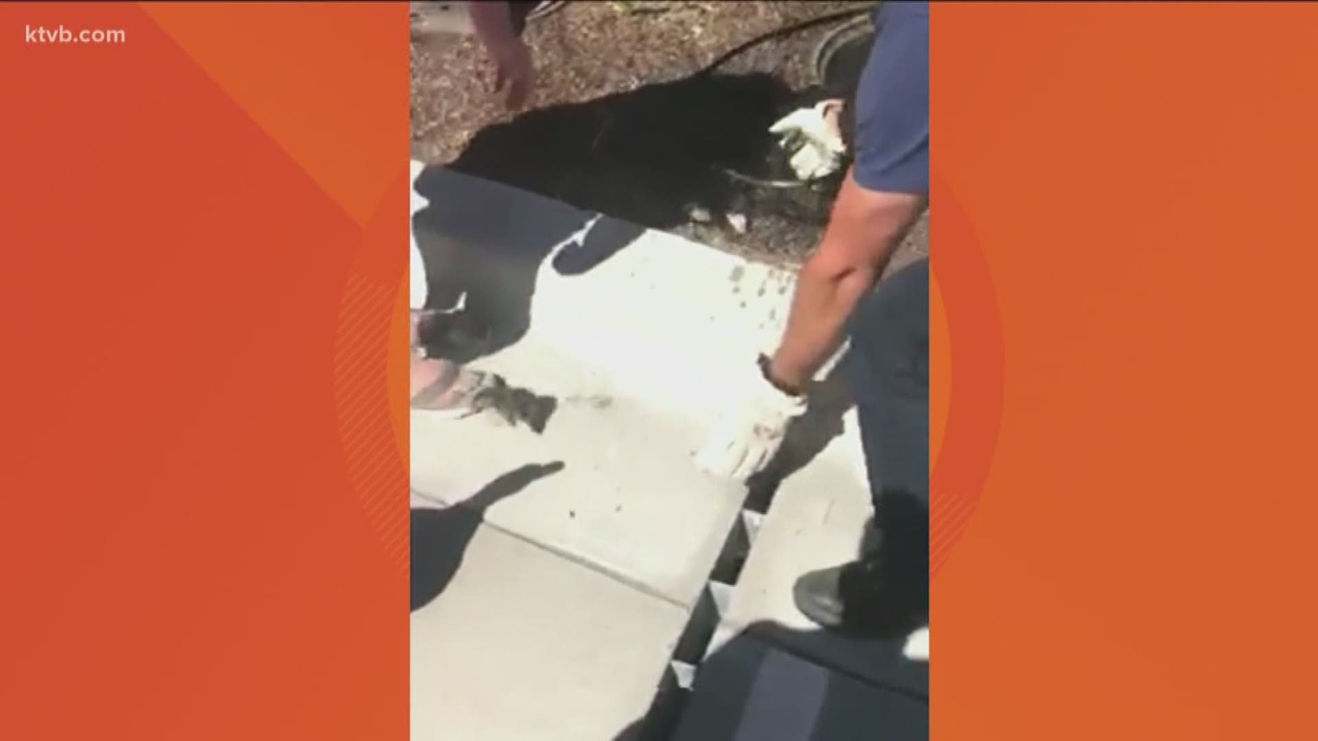 KTVB viewer Michelle Moore shared this video with us of Star firefighters saving some baby ducklings from a storm drain.