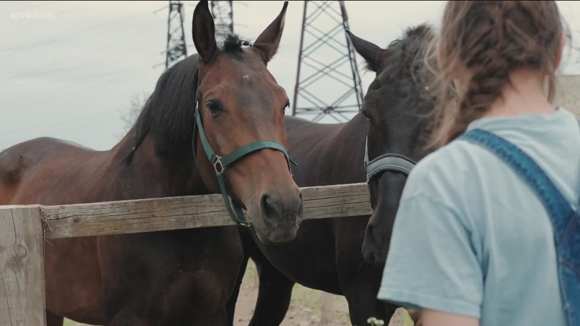 First case of equine West Nile Virus reported in Gooding County