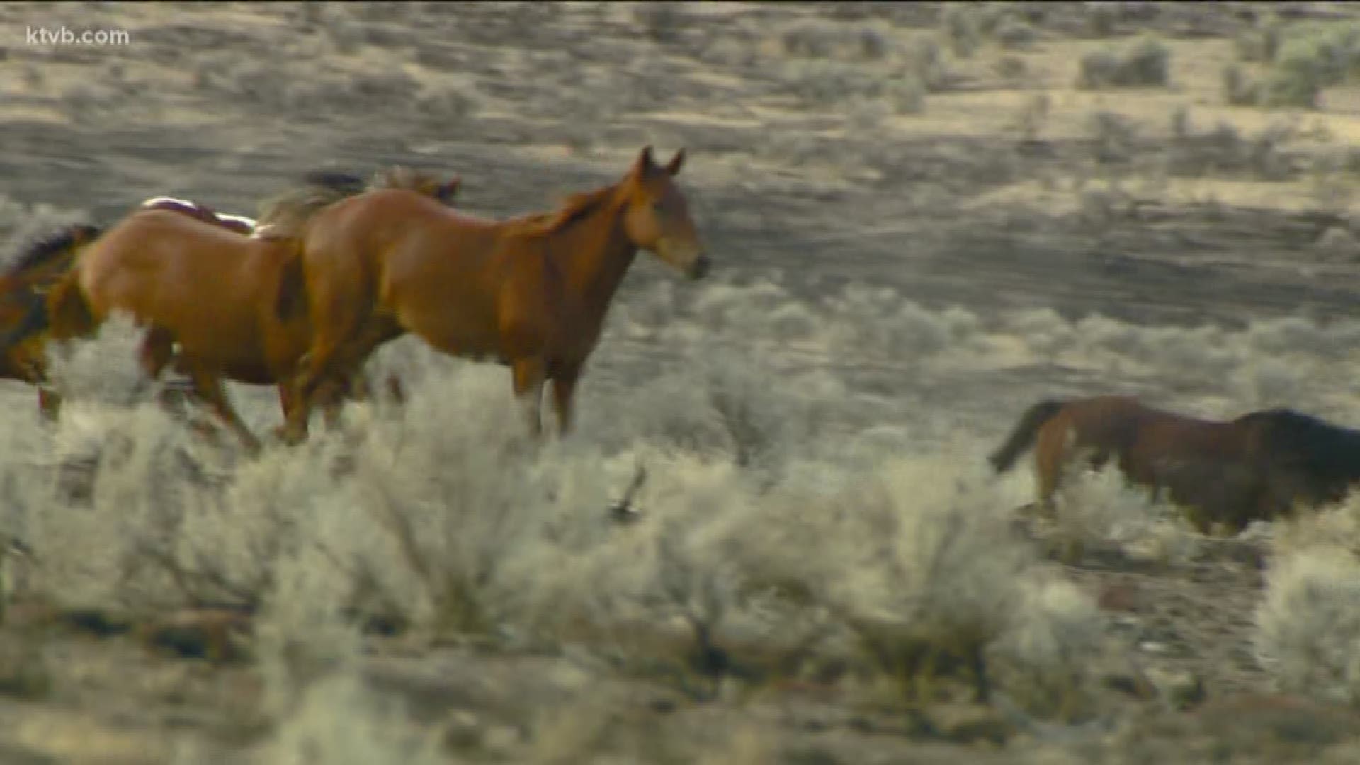 The BLM plans to releases 45 horses back into the wild later this month.