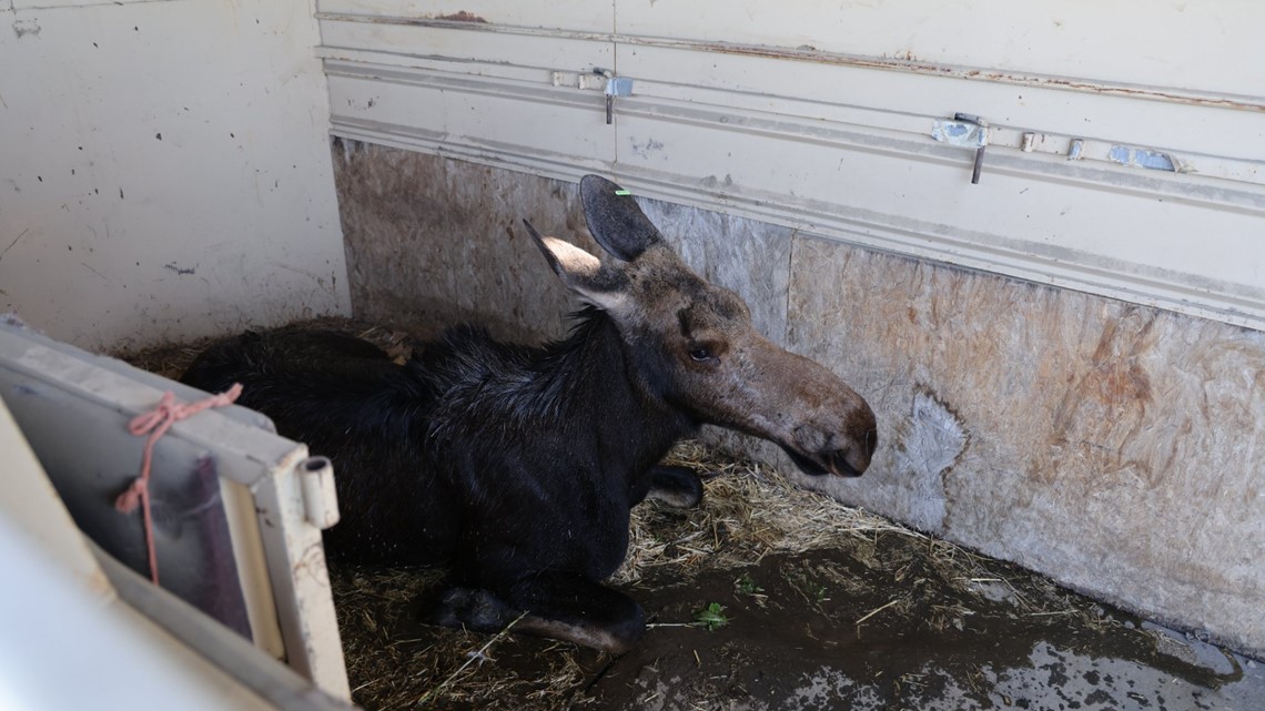 Hidden Springs loose moose captured and relocated | ktvb.com