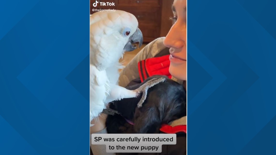 Parrot goes viral on TikTok after saying 'I love you' to puppy