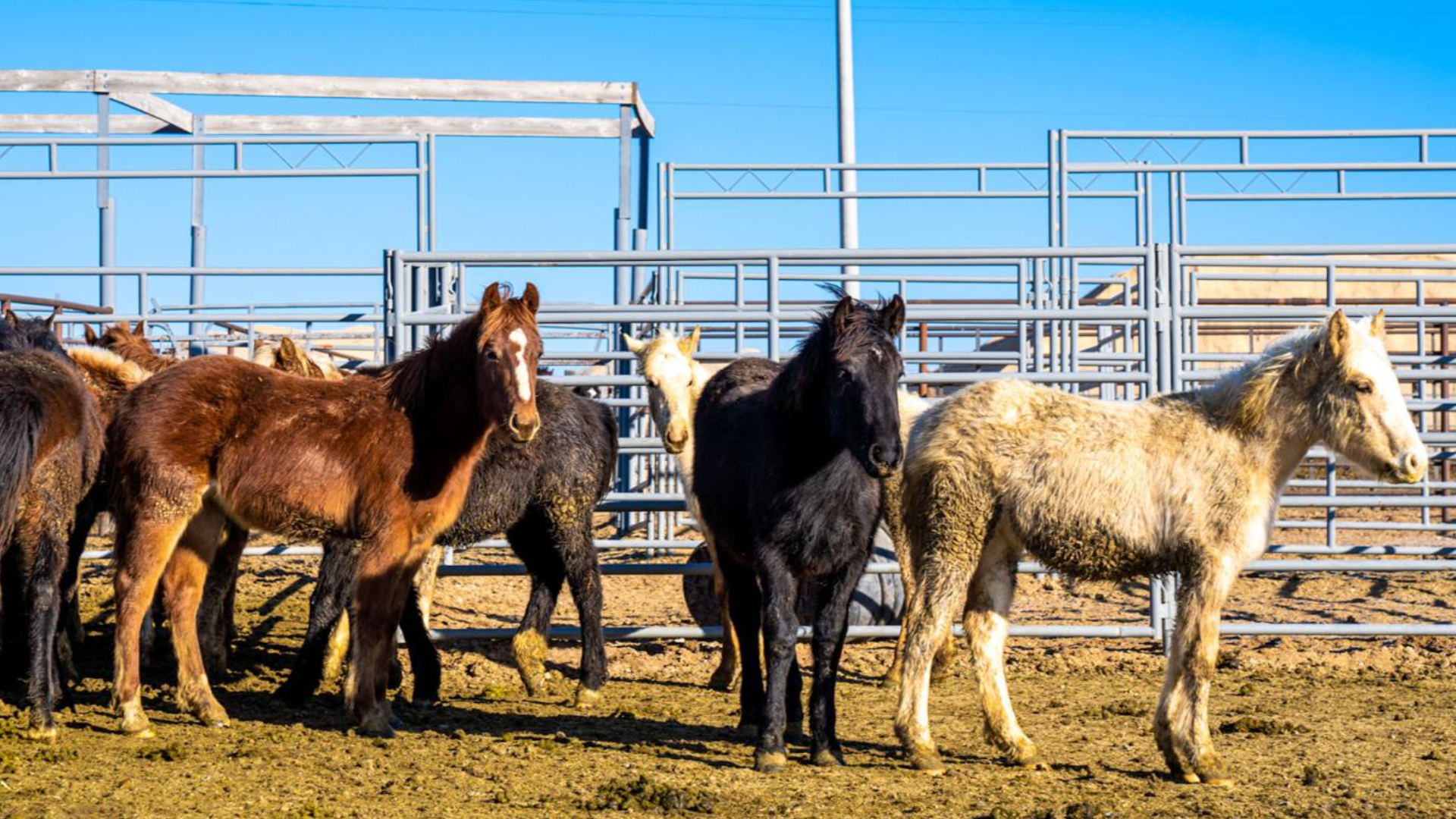 BLM begins gathering wild horses in southern Idaho | ktvb.com