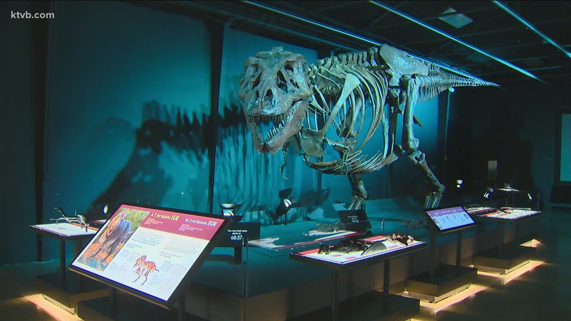 Sue the T-Rex returns to the Discovery Center of Idaho
