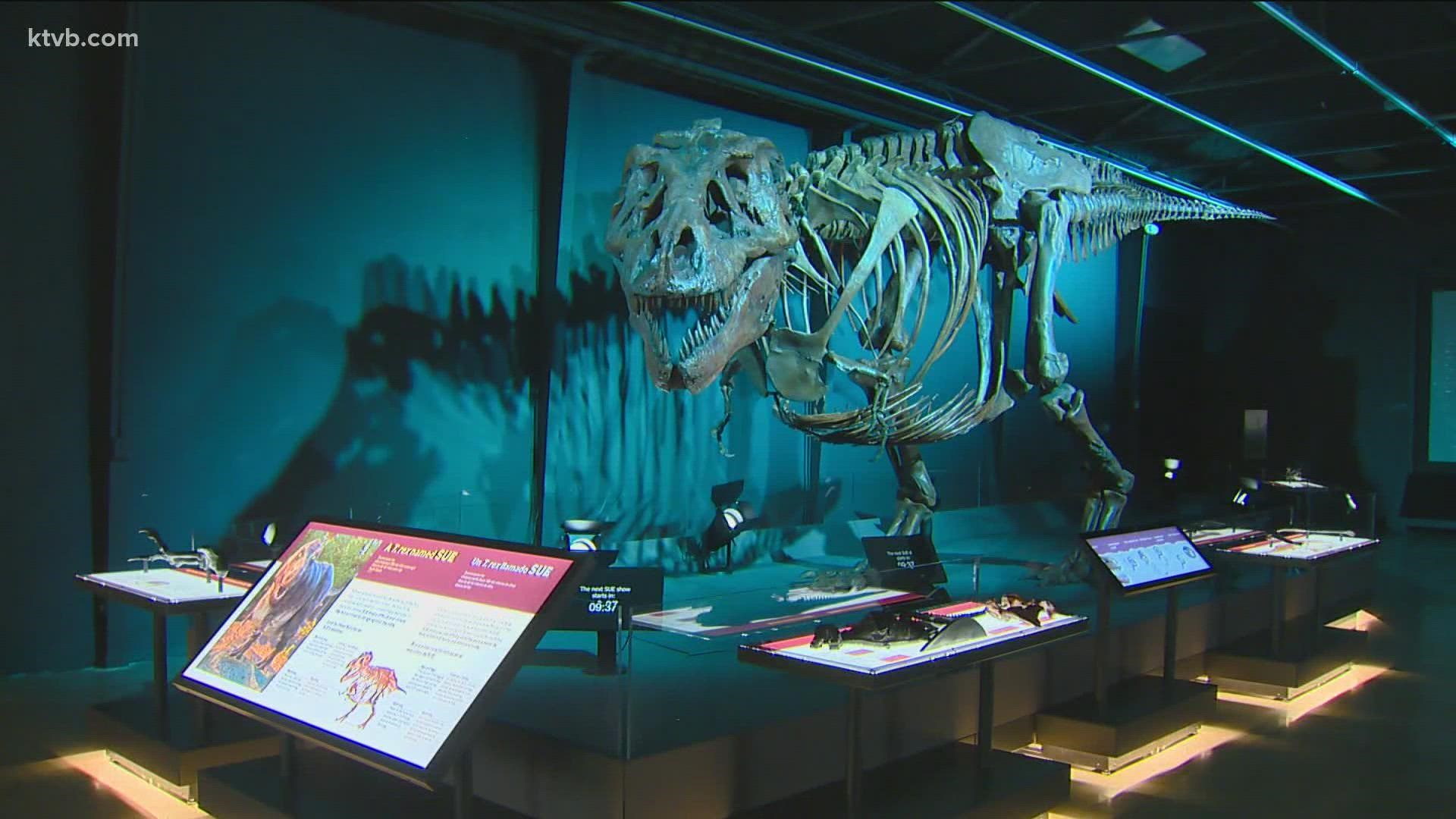 A new exhibit opens Friday featuring the most complete T-rex ever discovered.