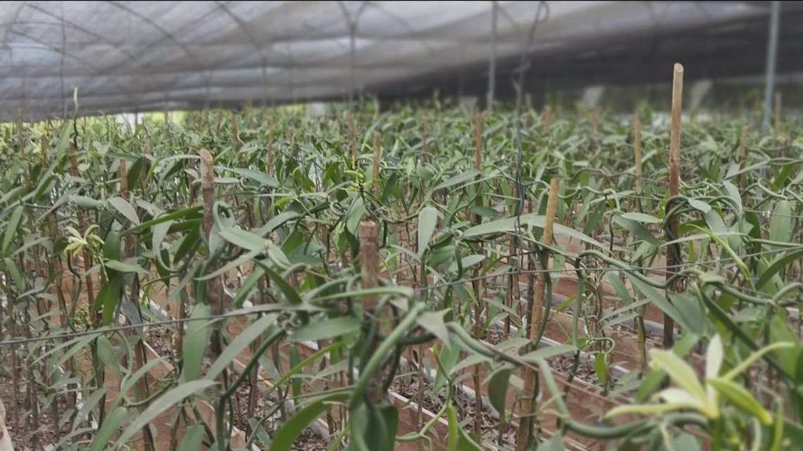 Inside Ag: Nampa business bridges the gap between small vanilla farmers and the U.S. market