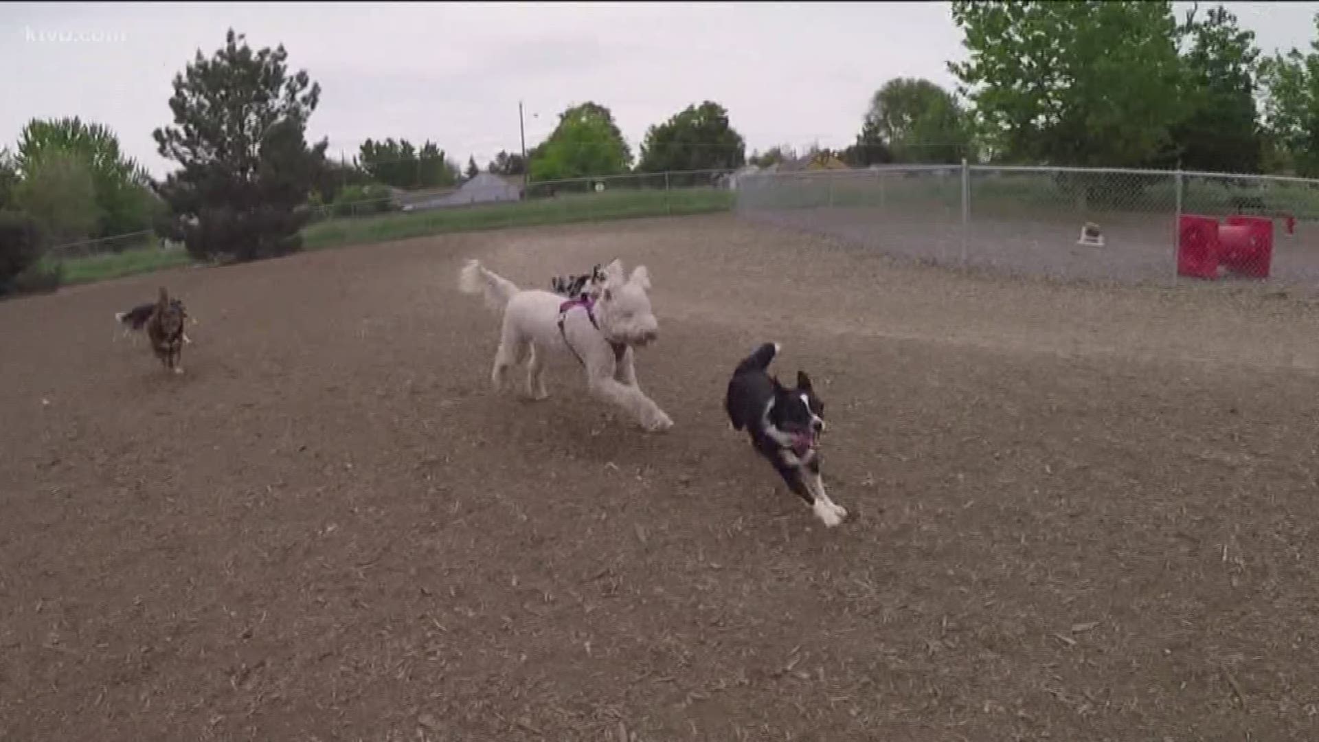 With the weather warming up, more people and their dogs are flocking to off-leash dog parks around Boise. But more dogs could mean more conflict between them and their owners.