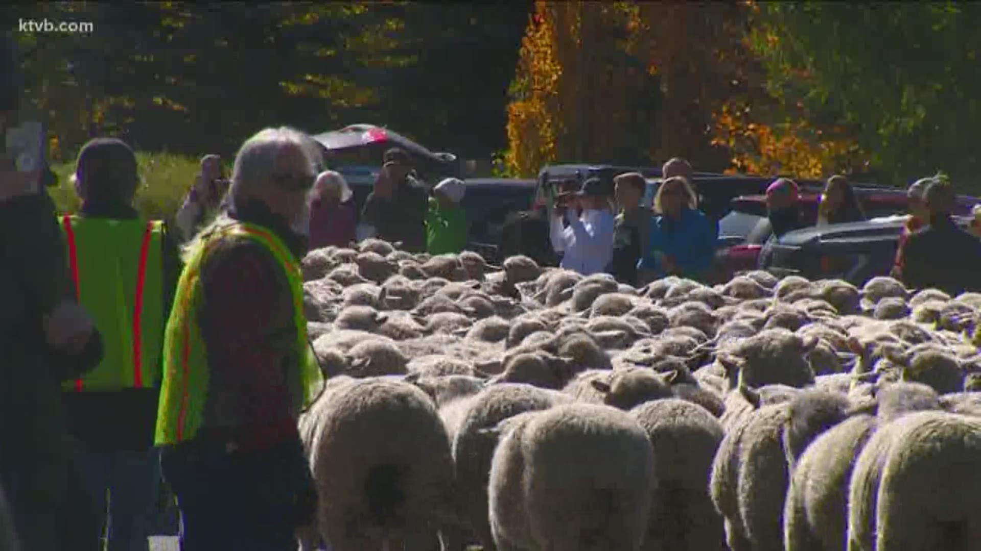 Thousands of spectators lined Main Street Sunday afternoon to watch the sheep make their annual trek through town.