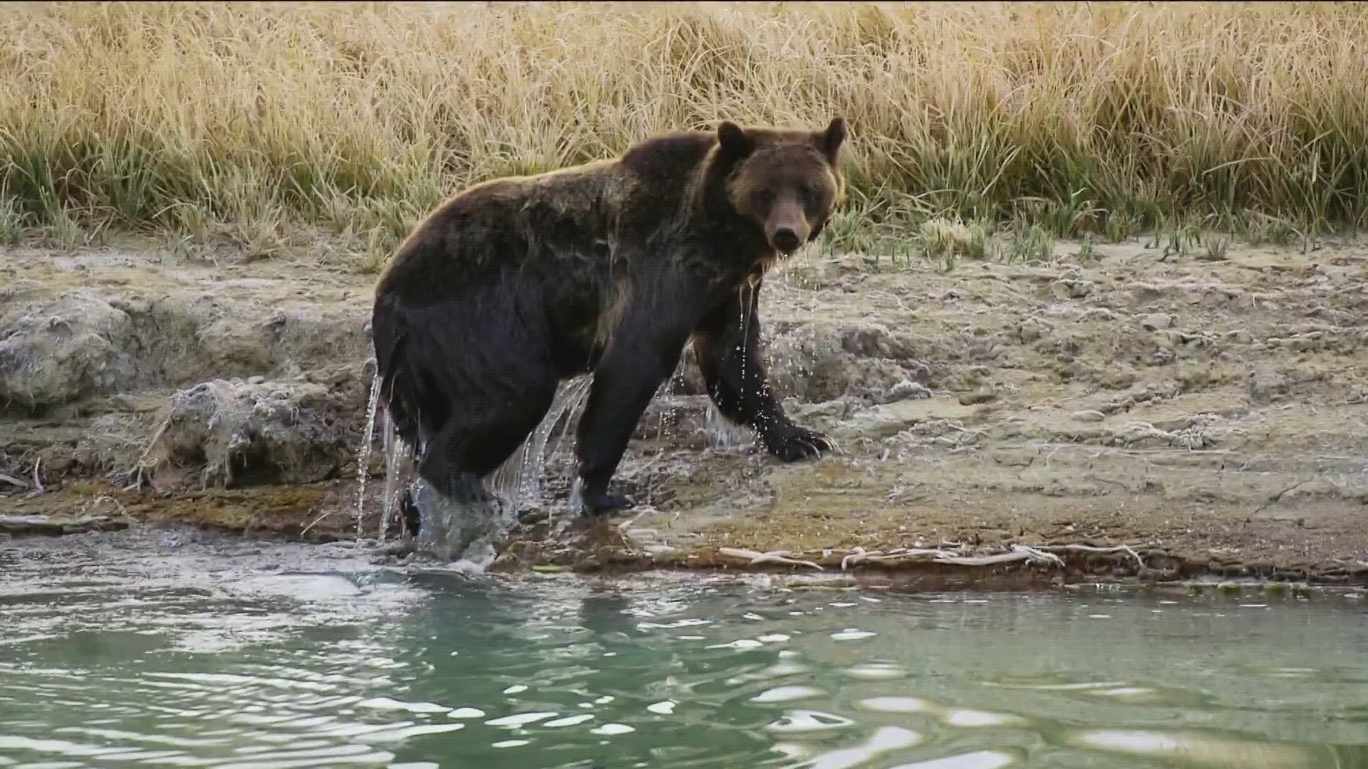 In 2022, the state of Idaho started a petition to remove the "lower-48" grizzly bear from the Endangered Species Act (ESA).