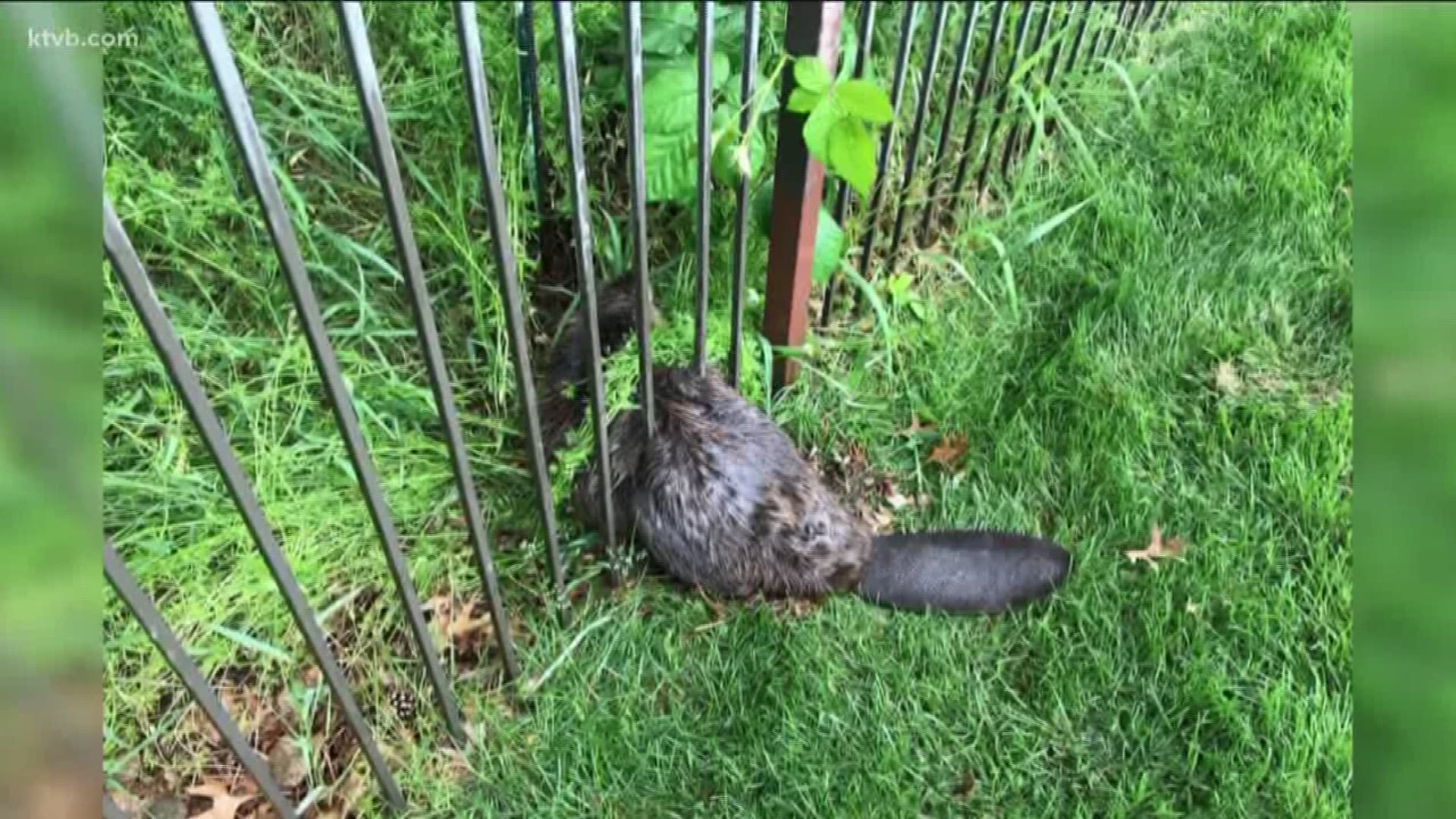 The beaver was stuck between the bars of a metal fence-- so firefighters bent the bars until they were wide enough for the beaver to wiggle out. 