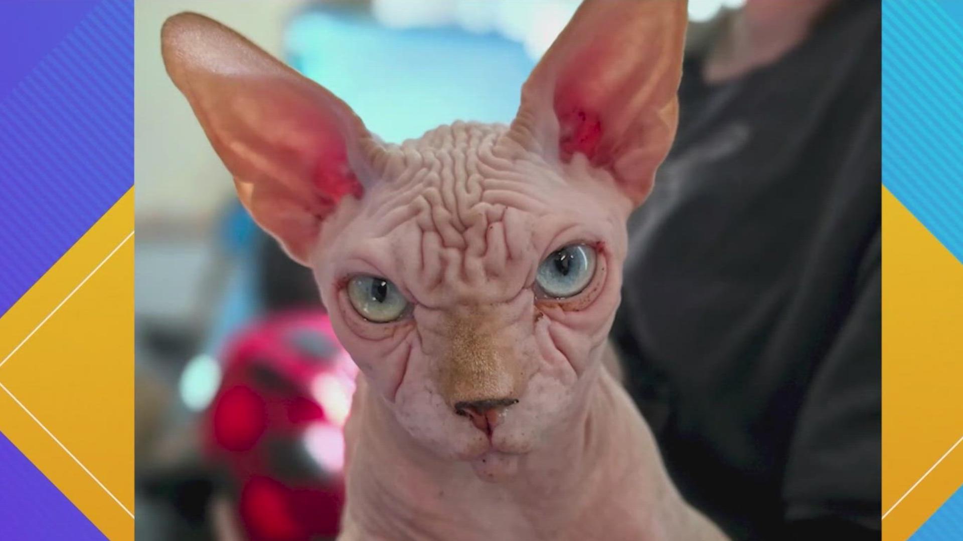 Pet Pics: Gustav isn't angry. Really.