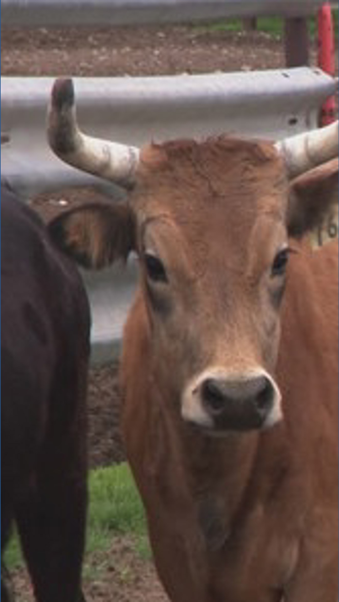 Inside Ag: How Idaho verifies every head of cattle