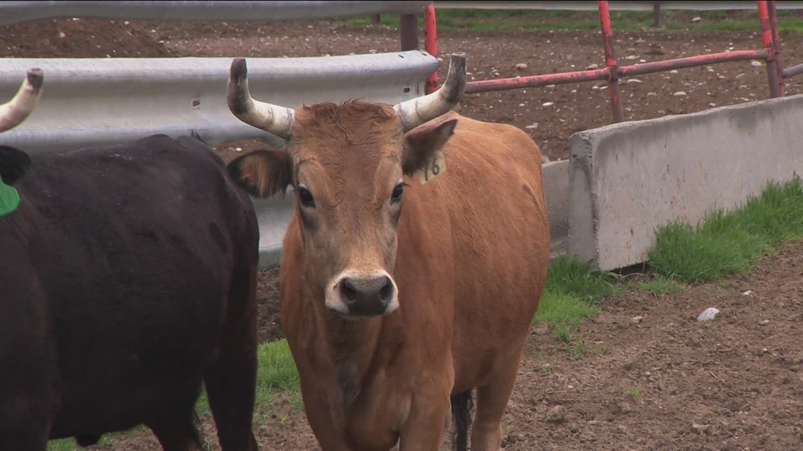 Inside Ag: How Idaho verifies every head of cattle