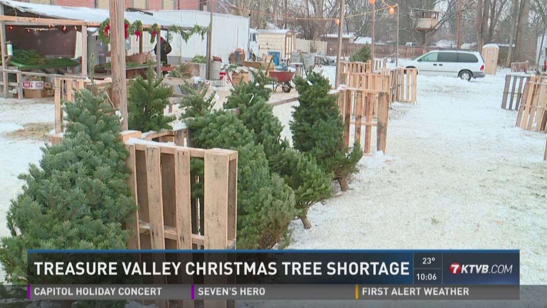 Yes, there really is a Christmas tree shortage