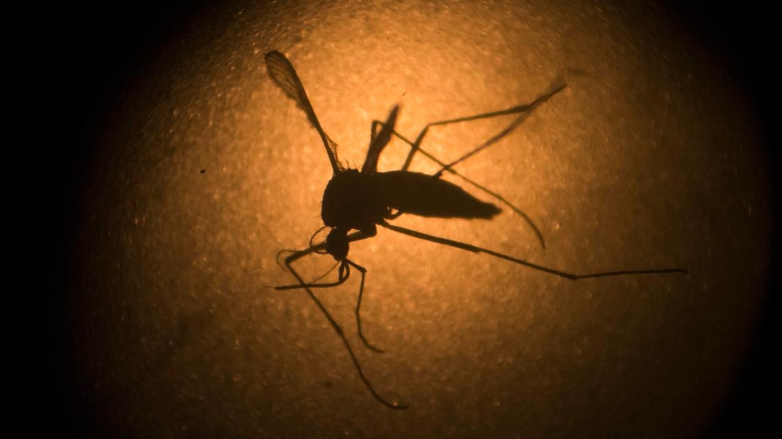 Invasive mosquito species detected in Idaho for first time