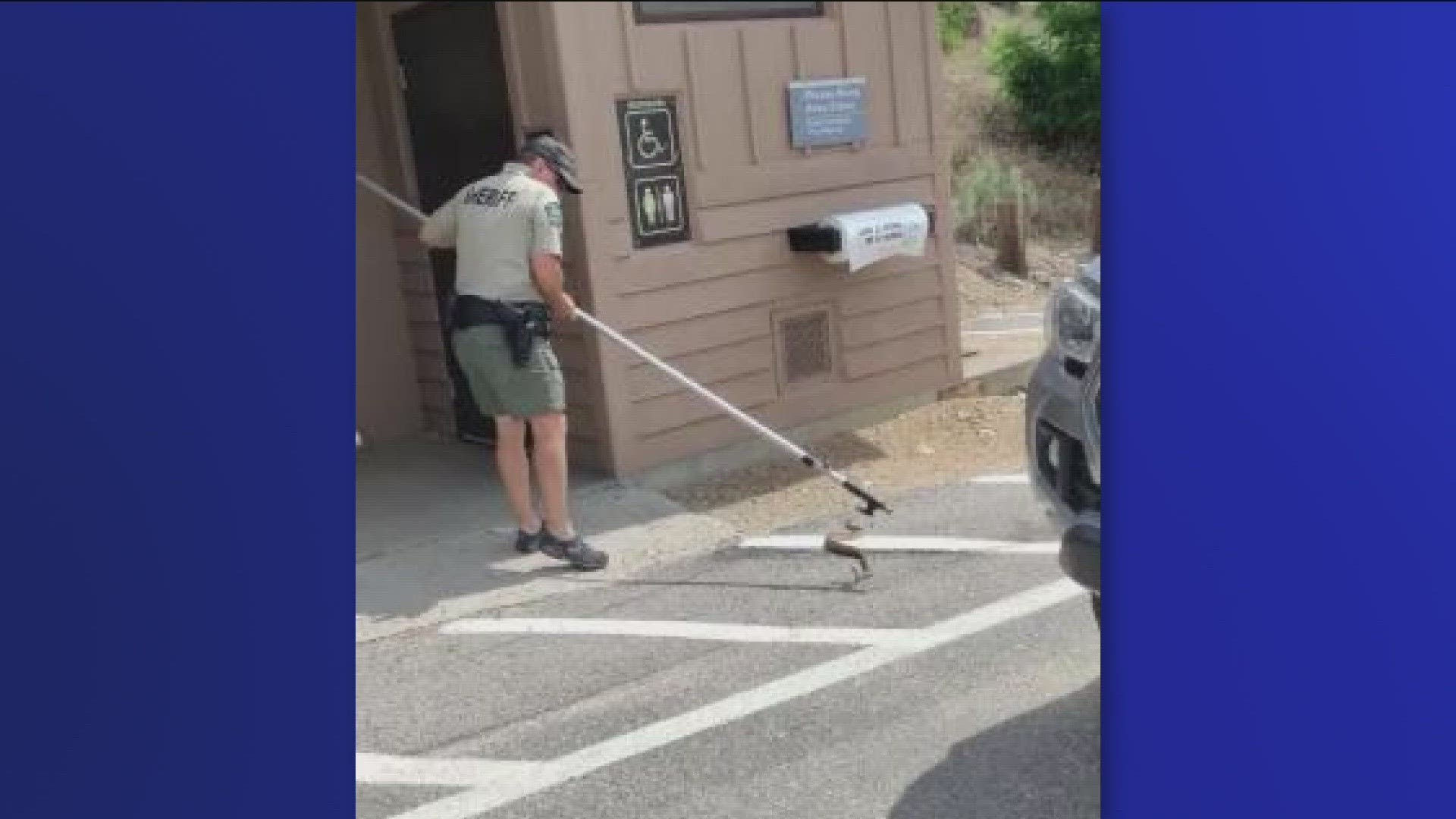 Swimmers stepped over the snake several times before noticing it. No person, or snake, was hurt during the chase.