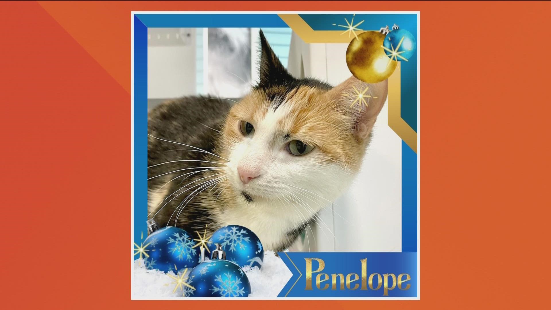 Looking for a furry friend this Christmas? KTVB will be featuring adoptable pets this month as part of the annual 12 Strays of Christmas Event. First up, Penelope!