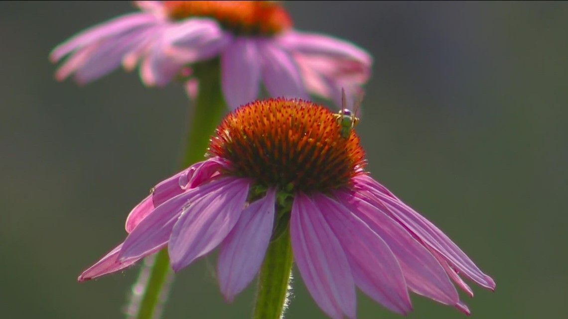 You Can Grow It: Garden City Pollinator garden