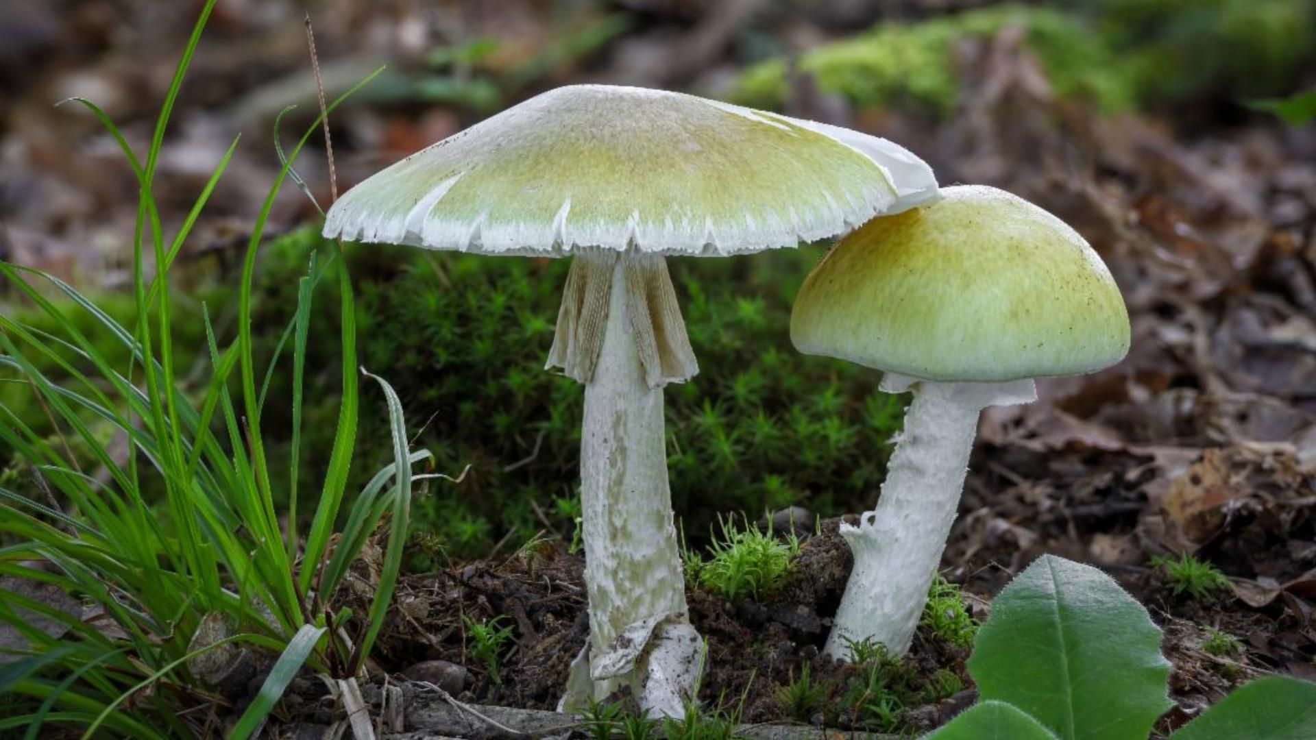 Poisonous death cap mushrooms reported in Boise | ktvb.com