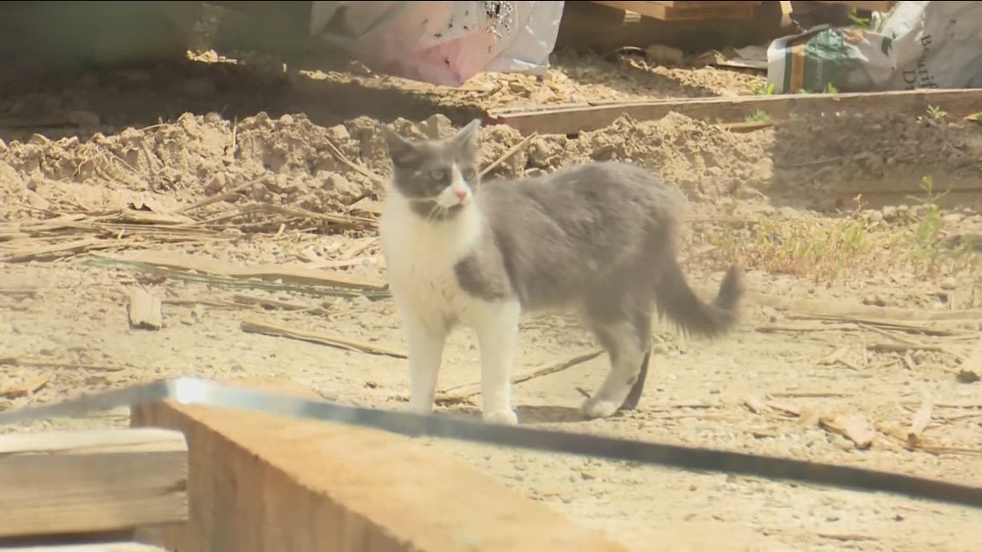 Volunteers struggle relocating feral cats amid Boise stadium build