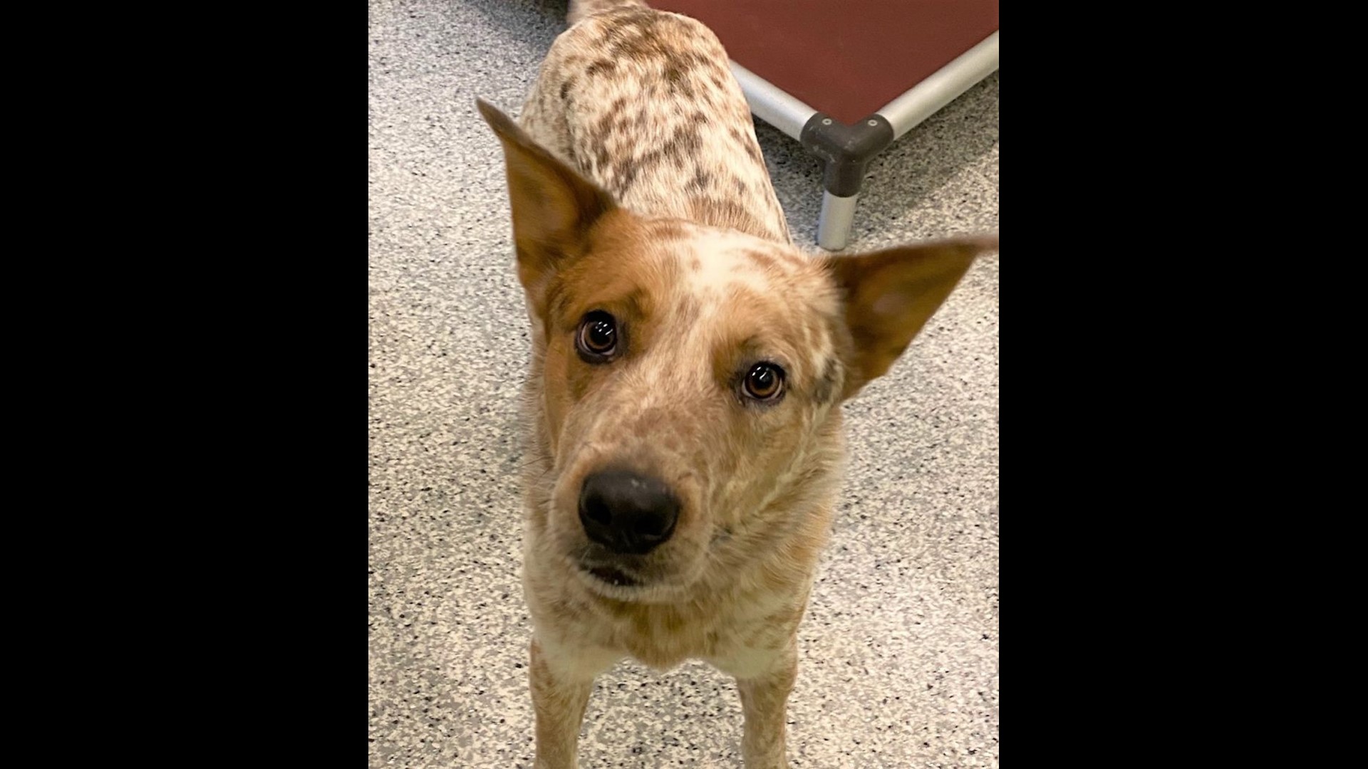 PHOTOS Lots of dogs, puppies in Boise need forever homes