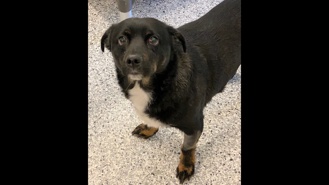 PHOTOS: Lots of dogs, puppies in Boise need forever homes | ktvb.com