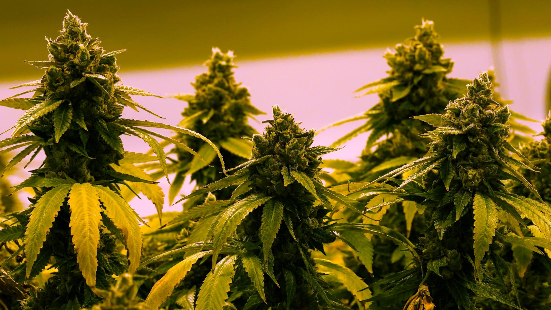 Marijuana initiative fails to make Idaho's November ballot | ktvb.com