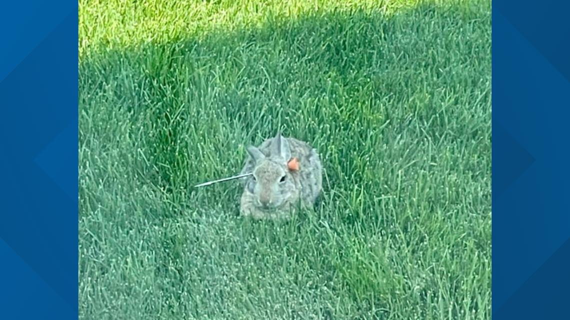 Something to be 'hoppy' about: Neighbors jump into action, save bunny ...