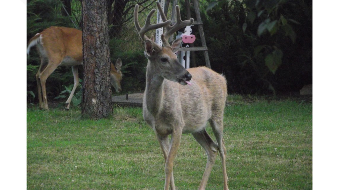 Idaho Fish and Game warn residents against feeding wintering deer - Vimarsana News