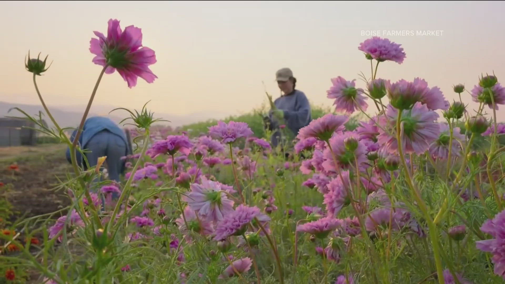 ktvb.com - Hunter Funk - Inside Ag: Boise Farmers Market series highlights small farms and community bonds