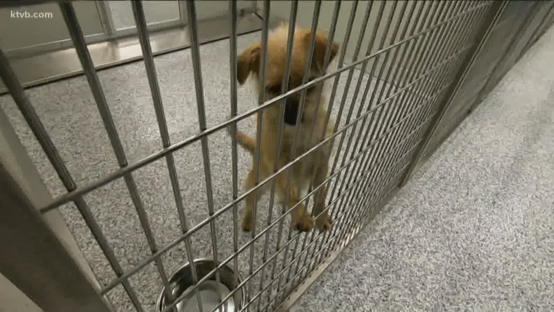 If you are thinking about adopting a pet, the Idaho Humane Society has a few things it wants you to consider.