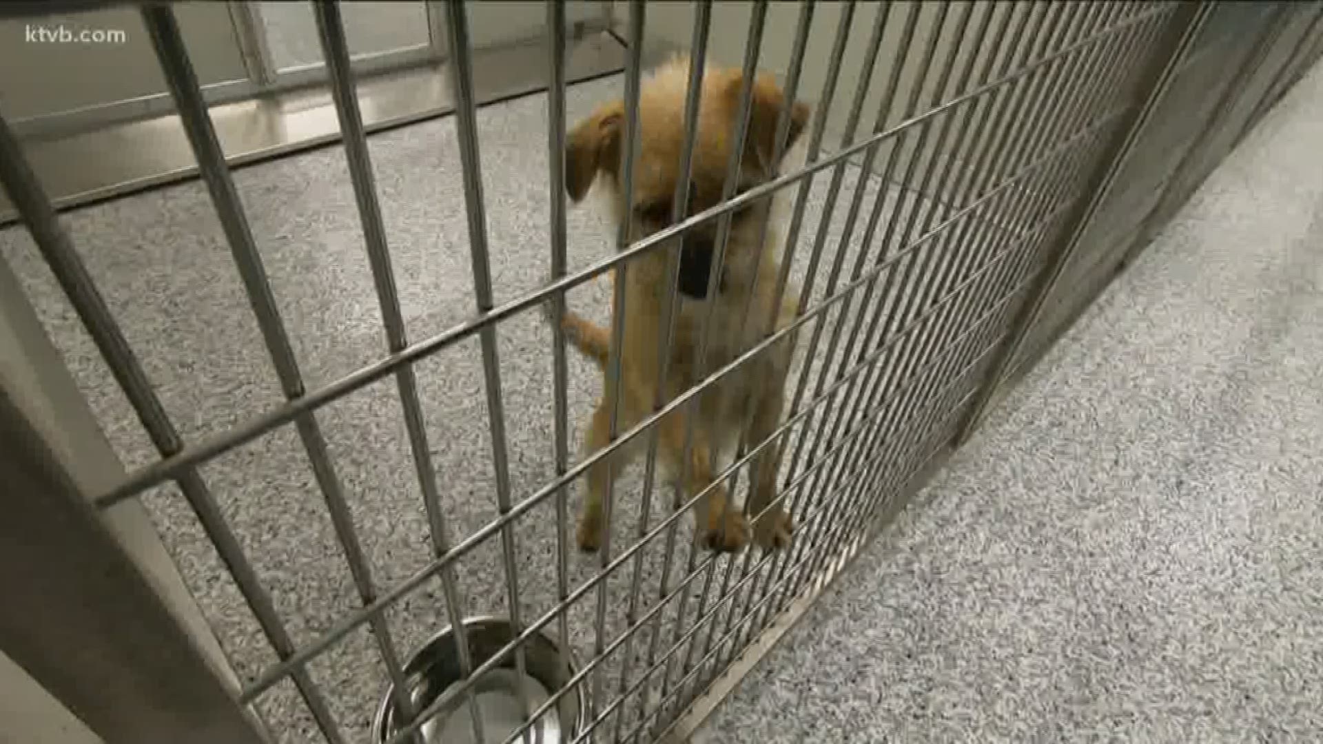 idaho humane society dogs