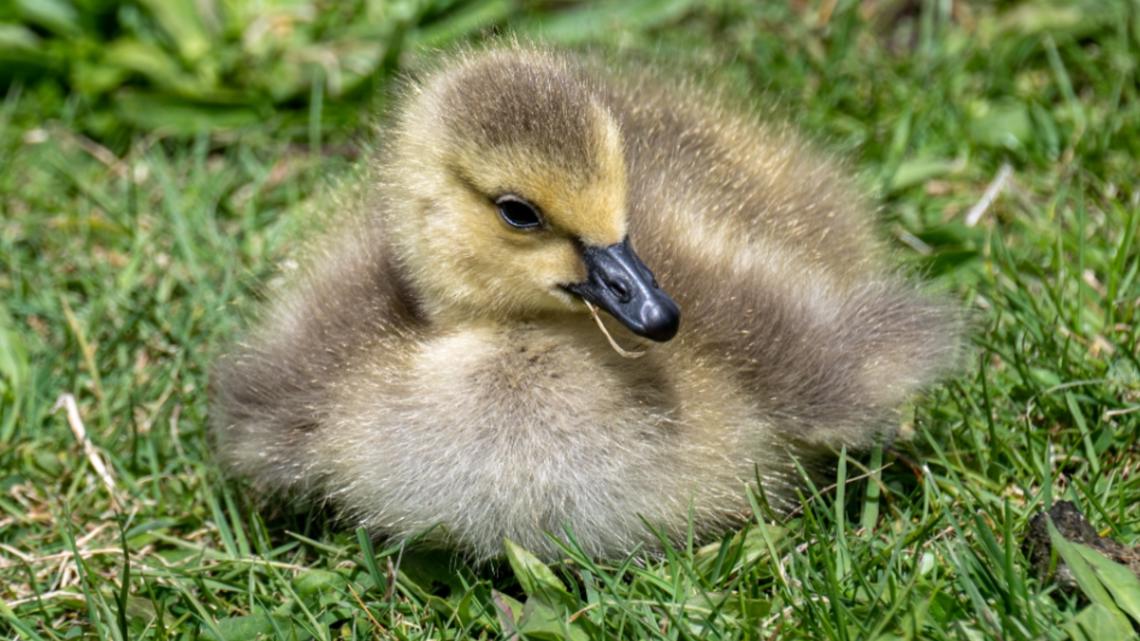 'Look, don't touch': IDFG warns against 'rescuing' baby wildlife