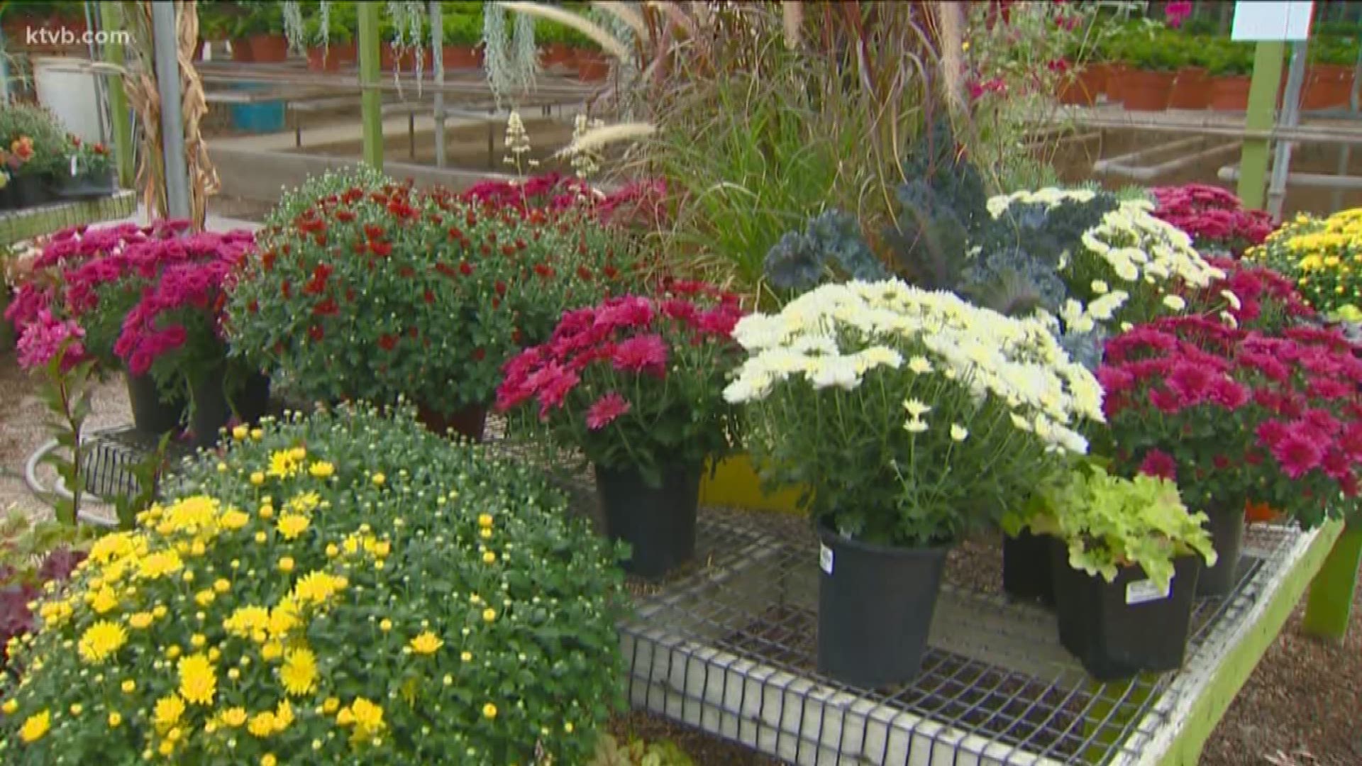 Jim Duthie shows us how to bring a splash of fall color back to your yard.