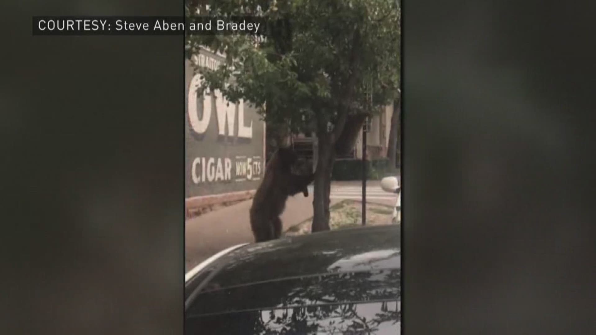 That Viral Video Of Bears In An Aspen Tree Not Adorable Experts Say Ktvb Com