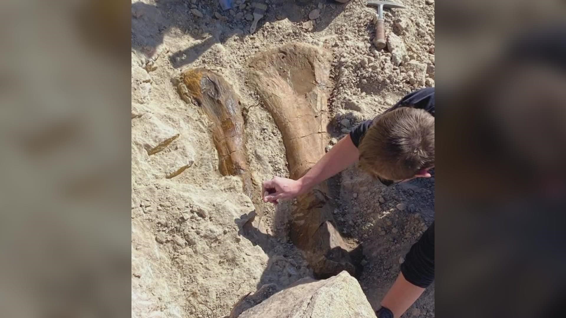 A member of the public found the tibia and fibula that belonged to a large-bodied herbivore dinosaur.