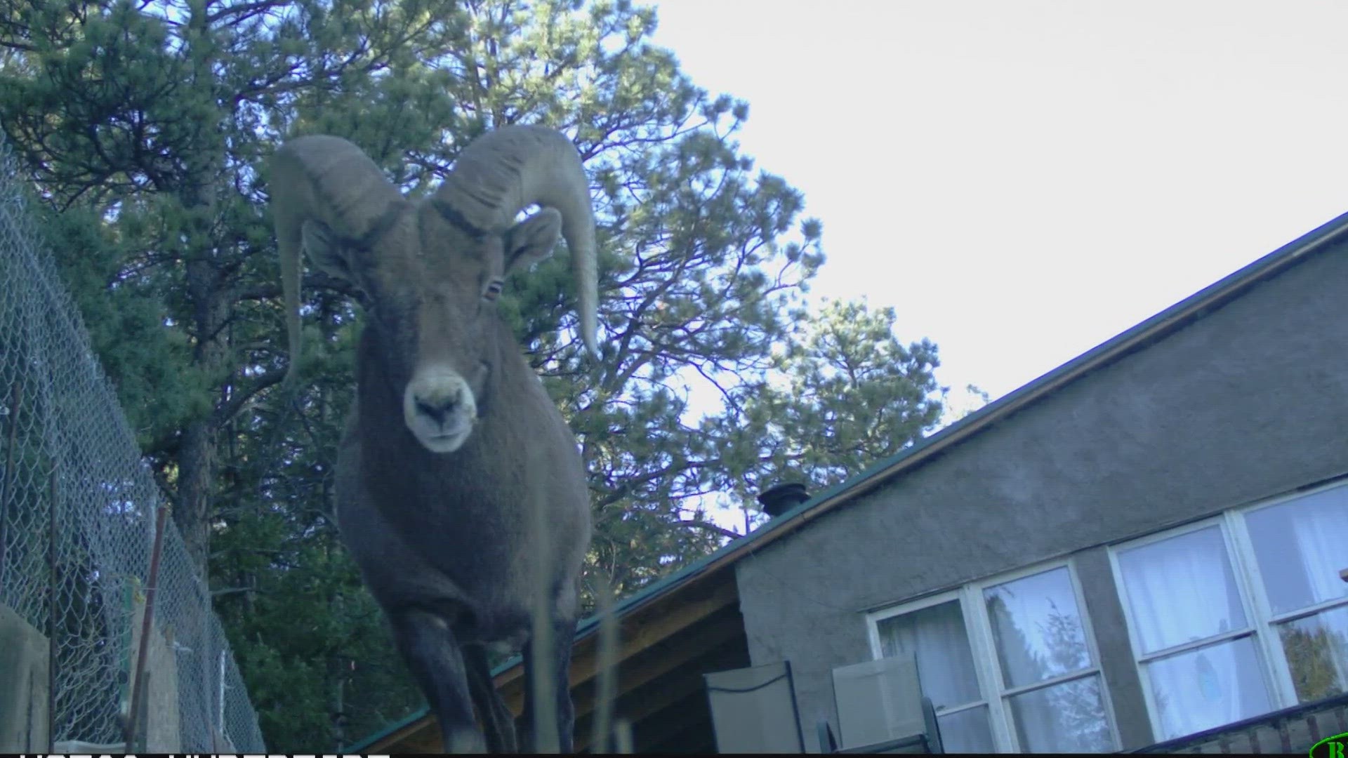 The ram on the roof of a Boulder County home eventually escaped after wildlife officers cut away the house's deck railing to help him out.