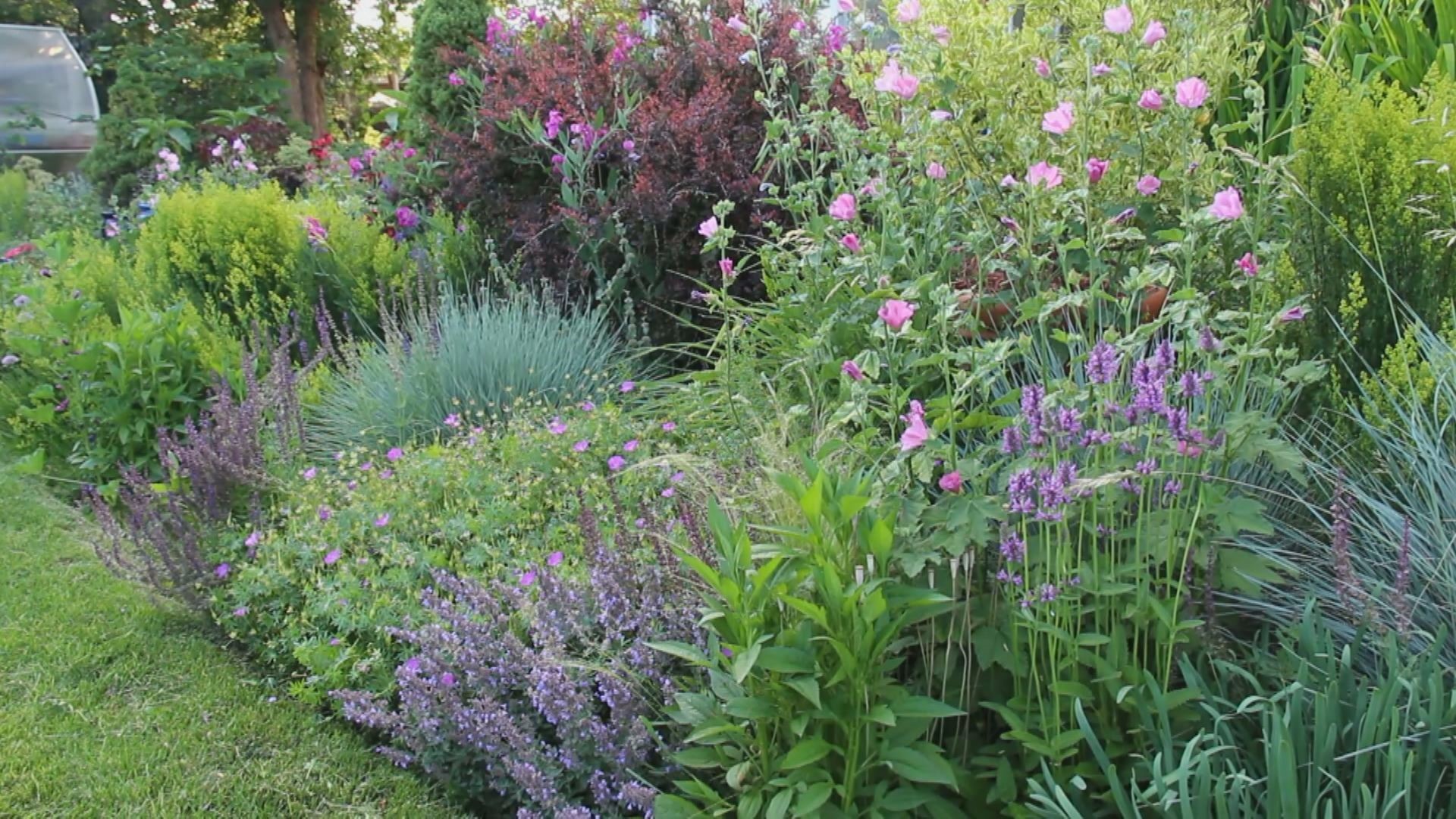 Garden expert shares 8 tips for a perfect perennial border | ktvb.com