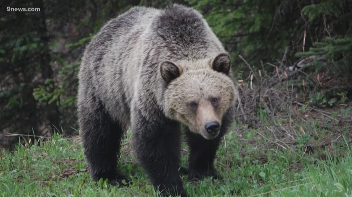 3 hunters injured in 2 Montana grizzly attacks