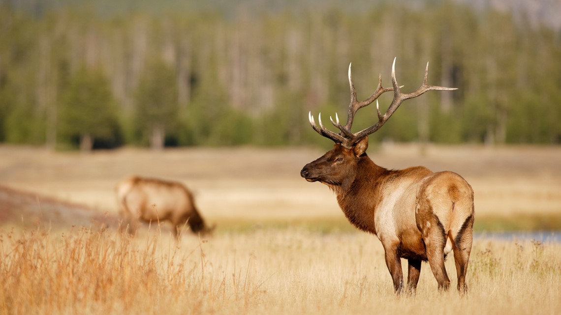 Elk exams constructive for persistent losing illness in east Idaho