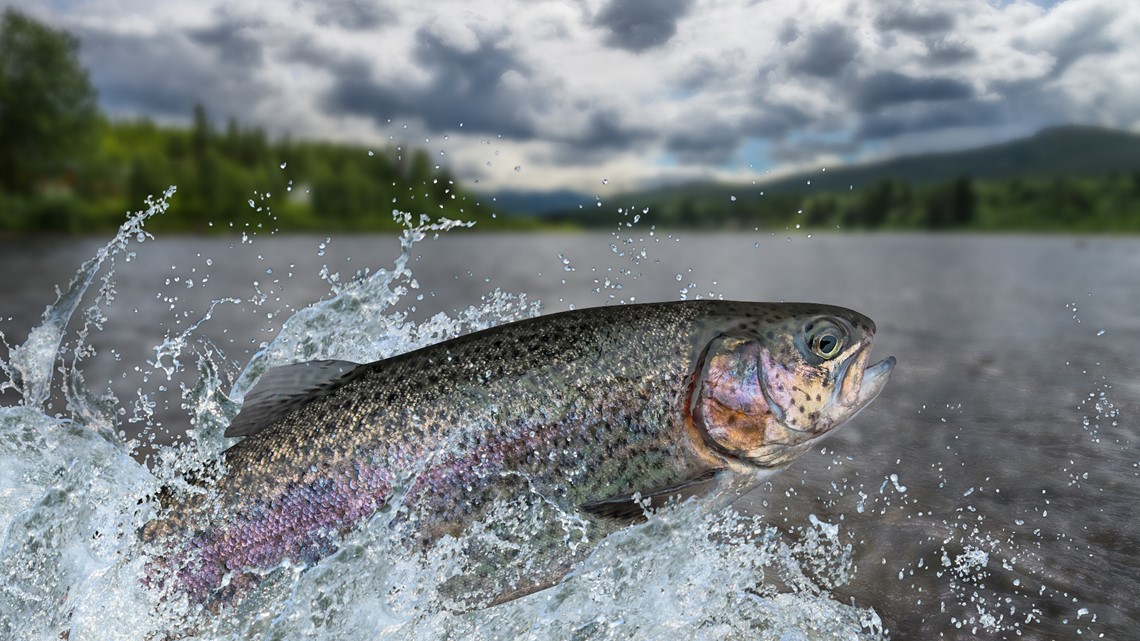 It's 'o-fish-al': Rainbow trout stocking schedule out for the