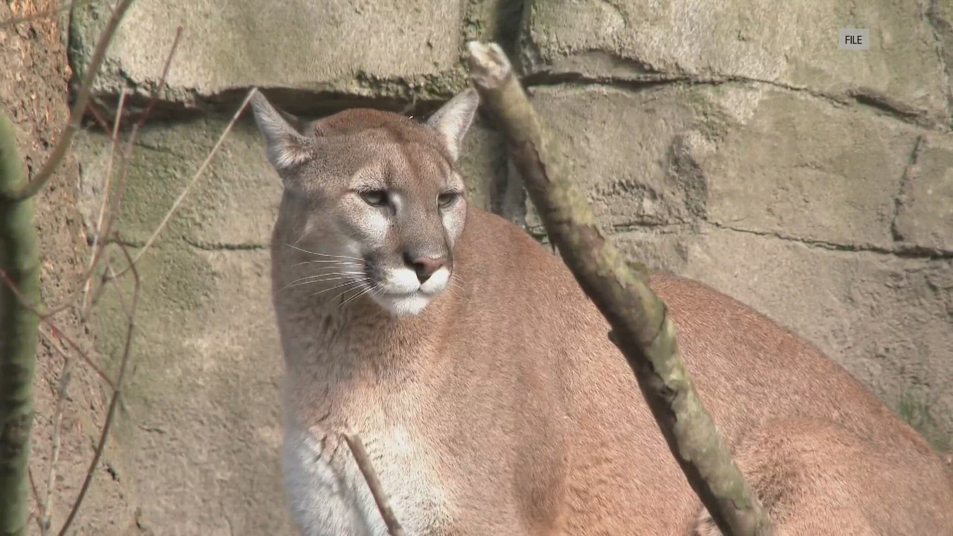 Laura Small Man expected to recover after mountain lion attack in CA | ktvb.com