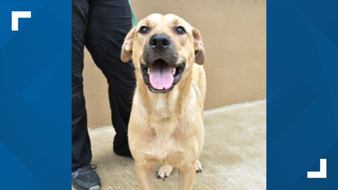 East Texas 'Hero Dog' who donated blood to save other dogs in desperate need of adopter - Vimarsana News