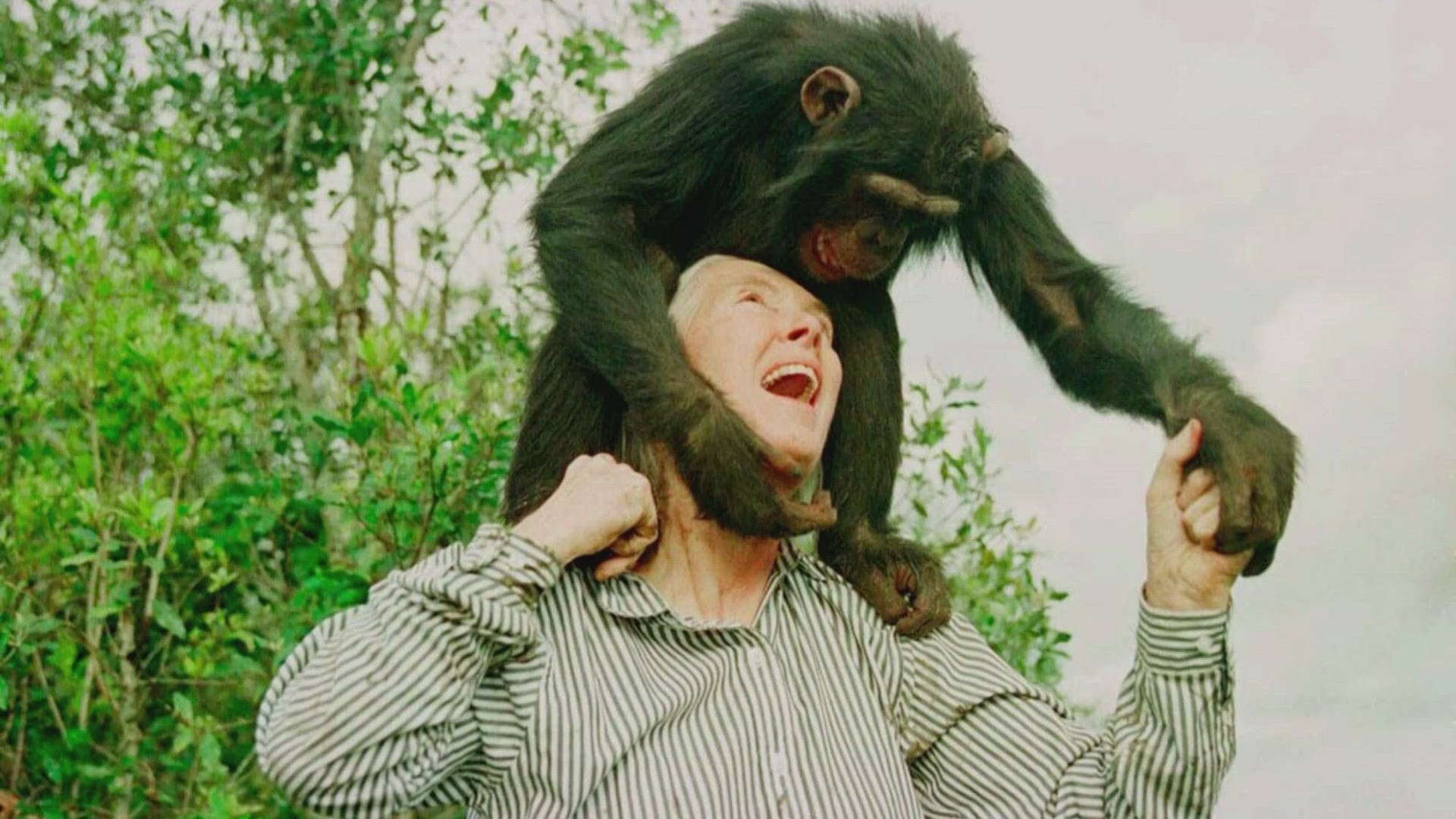 The pioneering conservationist and researcher knows more about chimpanzees perhaps more than anyone else in the world.