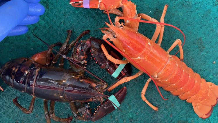 Rare one clawed orange lobster caught in Maine