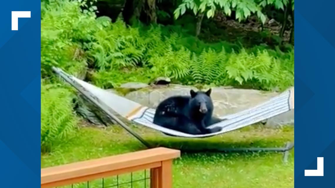 Young black bear seen relaxing on hammock in Vermont yard - Vimarsana News