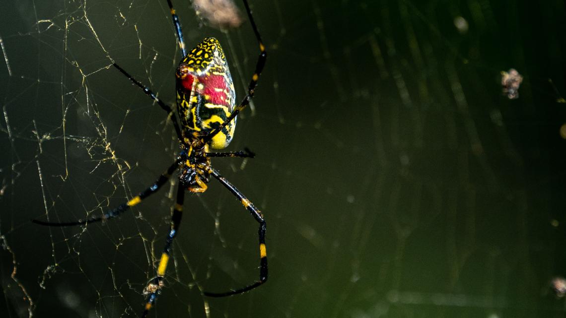 Giant flying venomous Joro spiders on the East Coast? - Vimarsana News