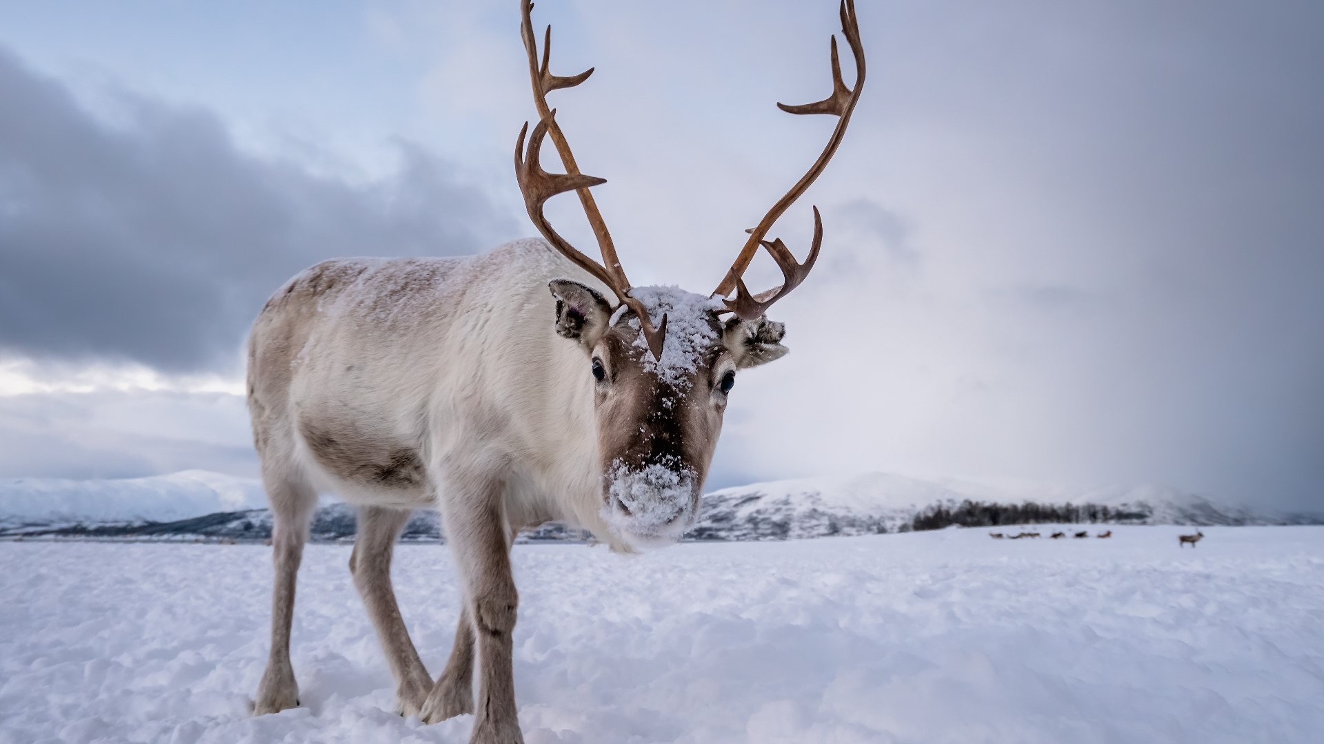 3 fun facts about real reindeer in time for Christmas | ktvb.com