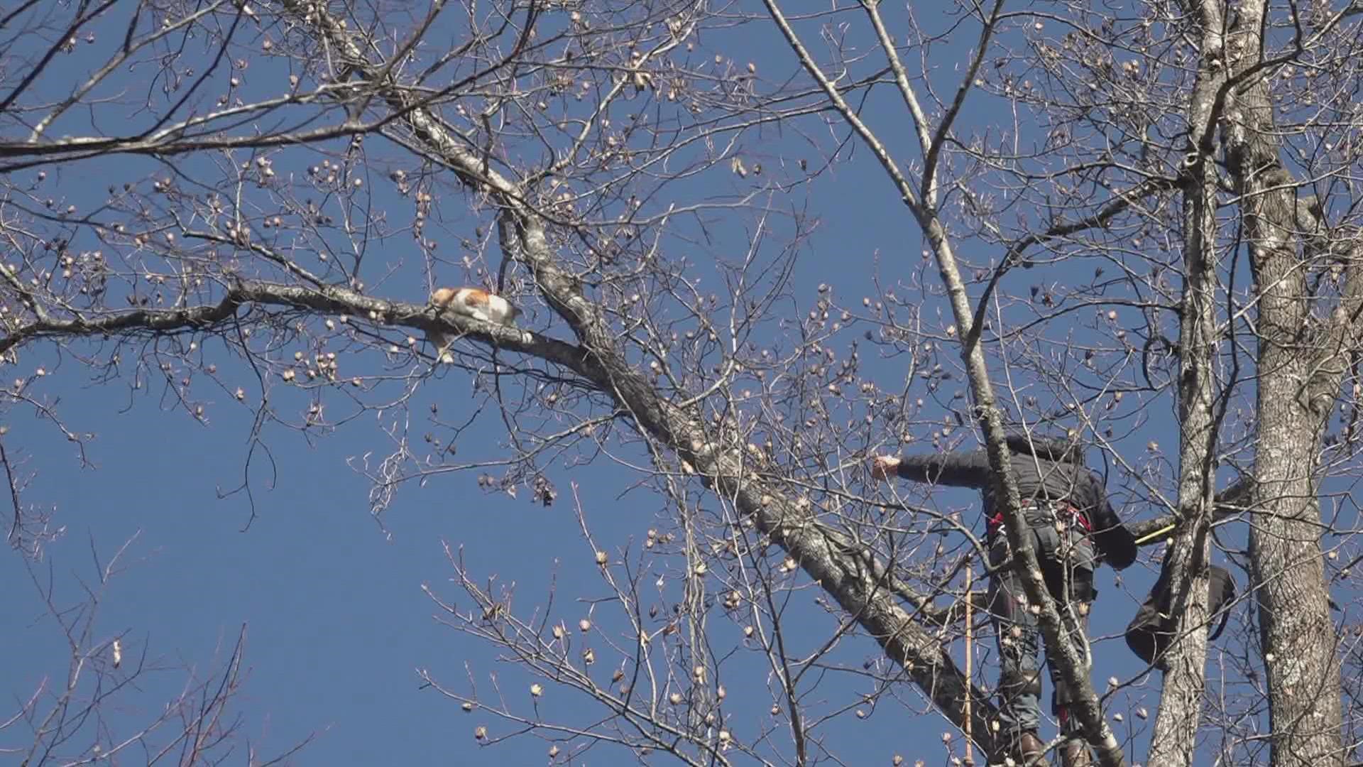 'Jingle' the cat rescued from a tree after being stuck 100 feet in the ...