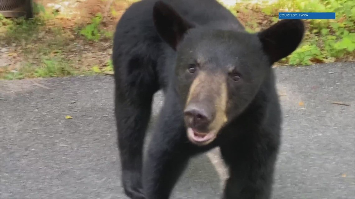 Black Bear Terrorizes Sevierville Home: Twra Forced To Take Action - z8qil5f