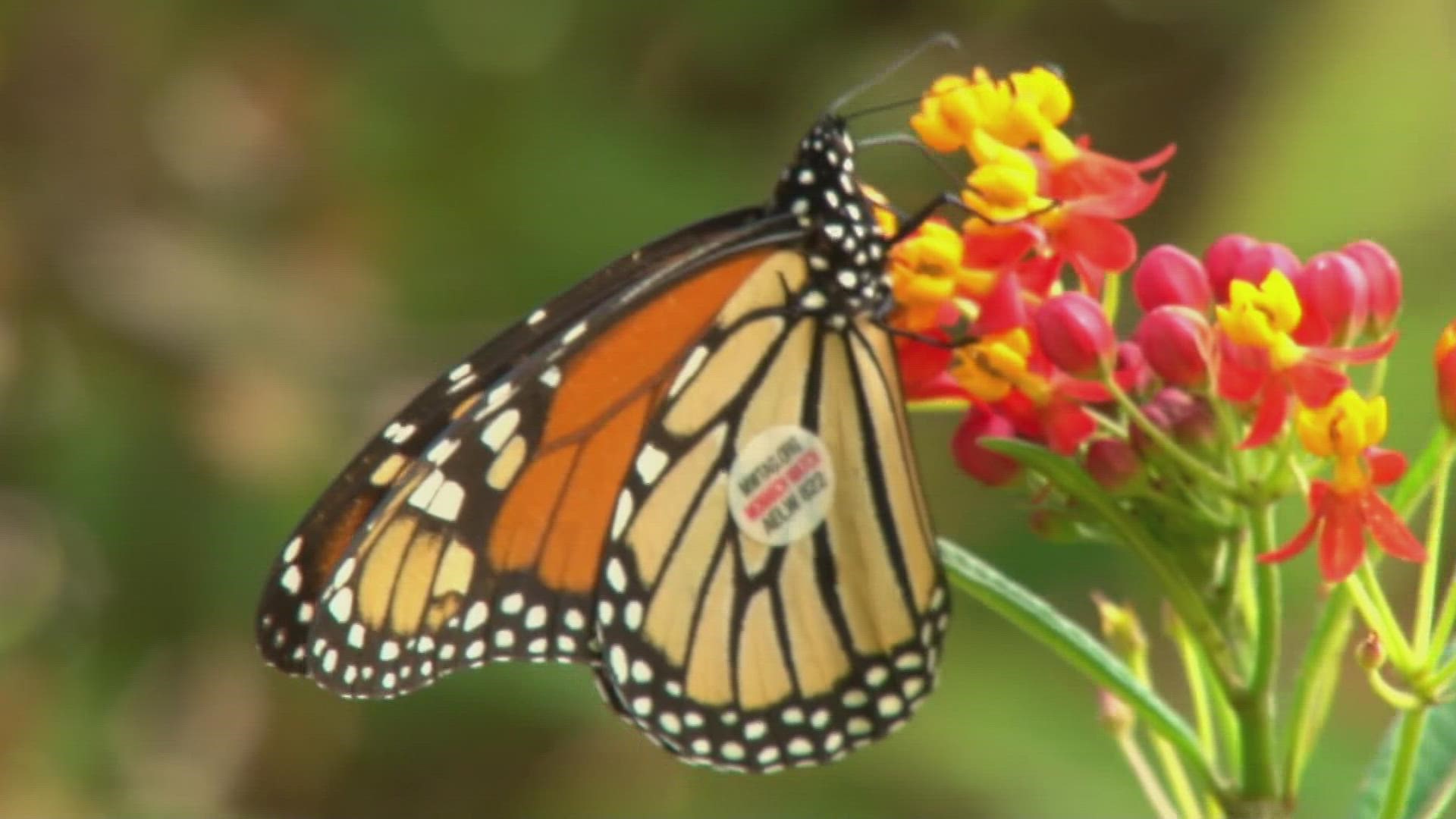 Park rangers said each year, monarch butterflies migrate from the north down to Mexico. The Smokies are along the natural migration routes.